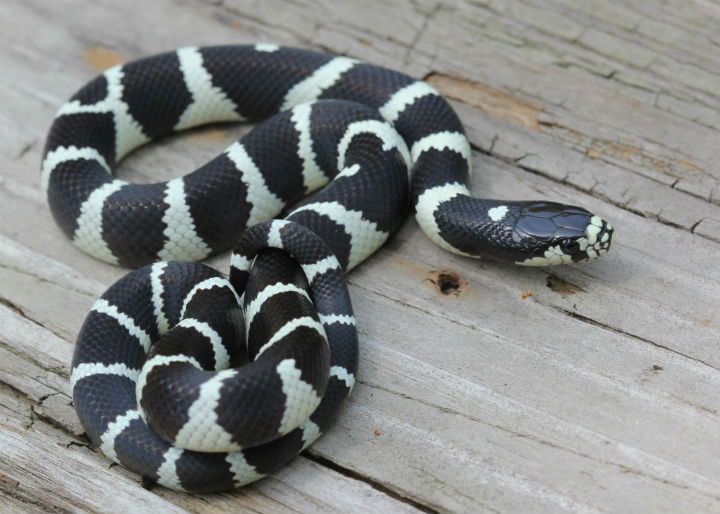 California Kingsnake